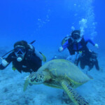 Hawaii Scuba Diving Guide Dive