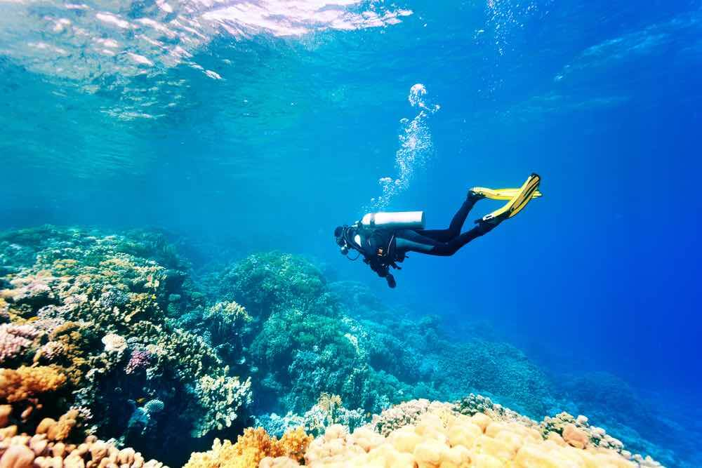 Scuba Diving In Hawaii A Complete Guide 2023 